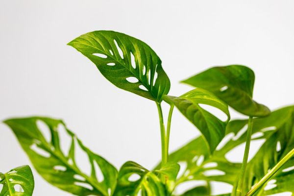 Kamerplanten-trends 2026: het groene wonen groeit door